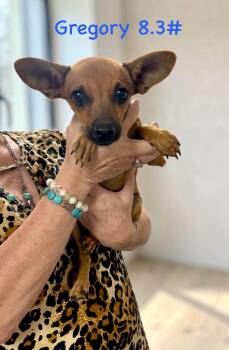 Gregory -  Chihuahua Dog for Adoption in Semmes, Alabama - Gregory | PetCurious