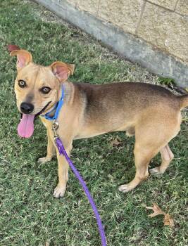 Rusty -  Terrier Dog for Adoption in Benbrook, Texas - Rusty | PetCurious