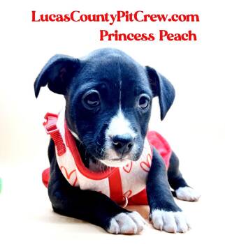 Rescue Labrador Retriever and Pit Bull Terrier Dogs for Adoption in Toledo, Ohio - Princess Peach | PetCurious