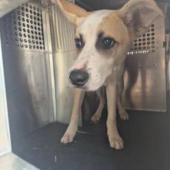 Atwood -  Shepherd Dog for Adoption in Birmingham, Alabama - Atwood | PetCurious