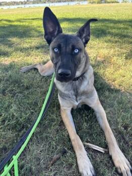 Zuri #1 -  Belgian Shepherd Malinois Dog for Adoption in Denver, Colorado - Zuri #1 | PetCurious