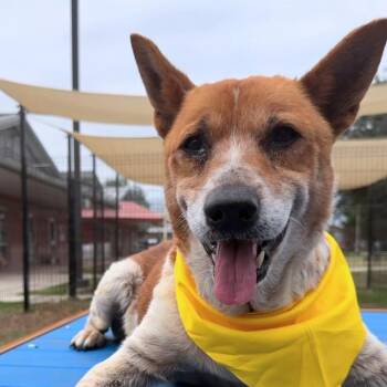Shiba Inu Dogs Available for Adoption in San Antonio, Texas - KIKO | PetCurious