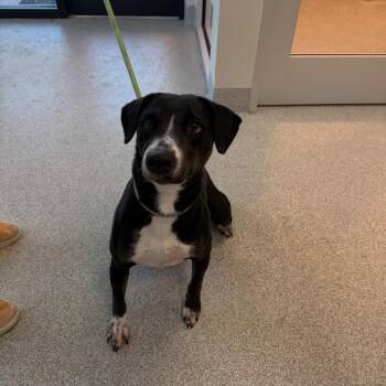 Mixed Breed Dogs Available for Adoption in Englewood, Florida - Patches | PetCurious