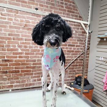Poodle Dogs Available for Adoption - Dude | PetCurious