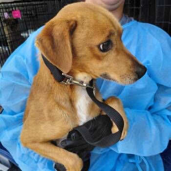 Spencer Stephens -  Jack Russell Terrier and Mixed Breed Dog for Adoption in Loxahatchee Groves, Florida - Spencer Stephens | PetCurious