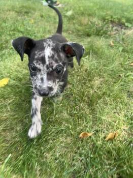 Paco -  Chihuahua Dog for Adoption in New Albany, Ohio - Paco | PetCurious
