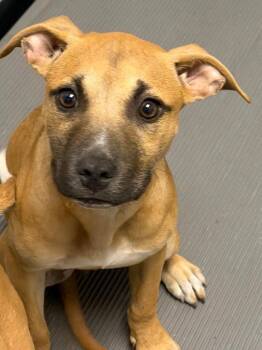 Dora -  Mixed Breed Dog for Adoption in Henderson, North Carolina - Dora | PetCurious