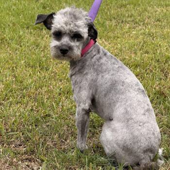 Poodle Dogs Available for Adoption in Texarkana, Texas - Lottie | PetCurious