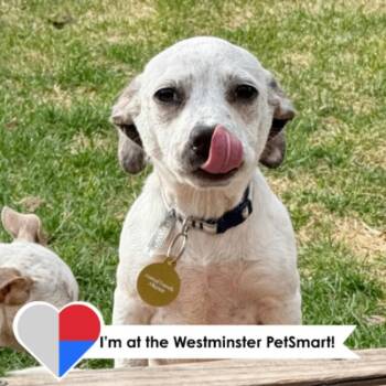 Cattle Dog and Mixed Breed Dogs Available for Adoption - Biscuit | PetCurious