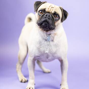 Ace -  Pug Dog for Adoption in Portland, Oregon - Ace | PetCurious