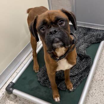Dr. Helmsburg -  Boxer Dog for Adoption in Nashville, Indiana - Dr. Helmsburg | PetCurious