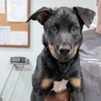 German Shepherd Dog and Labrador Retriever Dogs Available for Adoption in Buchanan Dam, Texas - Walnut | PetCurious