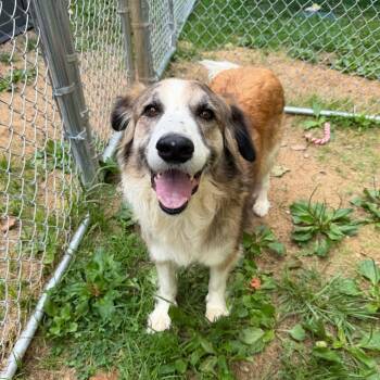 Dixie -  Border Collie and Mixed Breed Dog for Adoption in Fairmont, West Virginia - Dixie | PetCurious