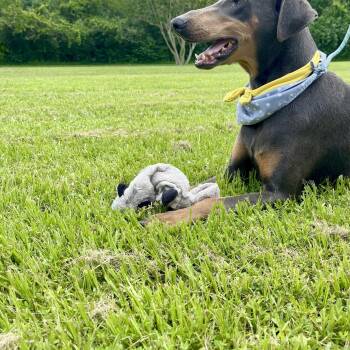 Rescue Doberman Pinscher Dogs for Adoption in Angleton, Texas - Ginkgo | PetCurious
