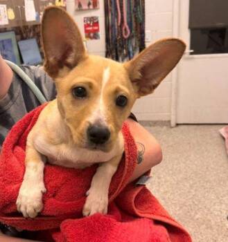 Mixed Breed Dogs Available for Adoption in Kansas City, Missouri - Stitch | PetCurious