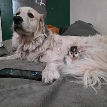 Gertie -  Great Pyrenees Dog for Adoption in Claremont, North Carolina - Gertie | PetCurious