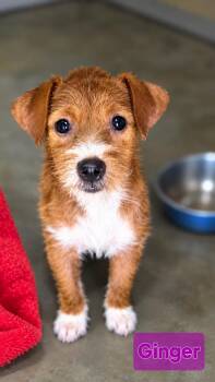 Ginger -  Jack Russell Terrier and Chihuahua Dog for Adoption in Wheelersburg, Ohio - Ginger | PetCurious
