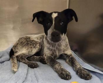 CHOCOLATE -  Australian Cattle Dog Blue Heeler and Mixed Breed Dog for Adoption in St. Louis, Missouri - CHOCOLATE | PetCurious