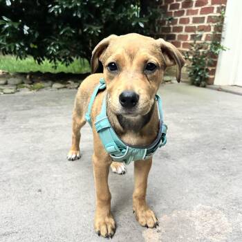 Penny -  Beagle and Labrador Retriever Dog for Adoption in Reidsville, North Carolina - Penny | PetCurious