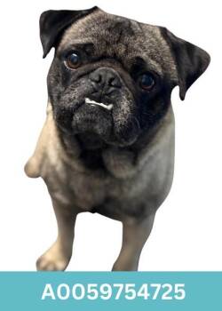 Rescue Pug Dogs for Adoption in Red Bluff, California - Roll | PetCurious