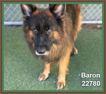 BARON -  German Shepherd Dog Dog for Adoption in Marietta, Georgia - BARON | PetCurious