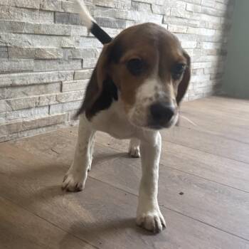 ?EG6 7853 -  Beagle Dog for Adoption in Loxahatchee Groves, Florida - ?EG6 7853 | PetCurious