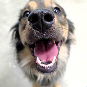 Shetland Sheepdog Sheltie and Mixed Breed Dogs Available for Adoption - Ducky | PetCurious