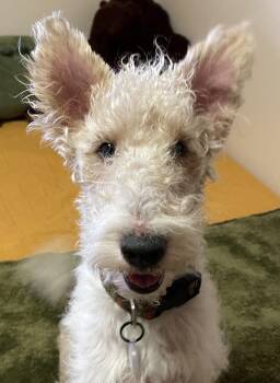 Wire Fox Terrier Dogs Available for Adoption - LENNY | PetCurious