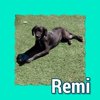 Labrador Retriever and Hound Dogs Available for Adoption in Tucson, Arizona - Remi | PetCurious