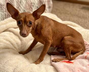 Brinkley 6932 -  Chihuahua Dog for Adoption in Boca Raton, Florida - Brinkley 6932 | PetCurious