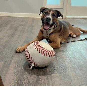 Valentino Heartthrob Certified Lover Dude -  American Staffordshire Terrier and Boxer Dog for Adoption in Friendswood, Texas - Valentino Heartthrob Certified Lover Dude | PetCurious