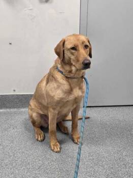 Mixed Breed Dogs Available for Adoption in Sevierville, Tennessee - Ginger | PetCurious