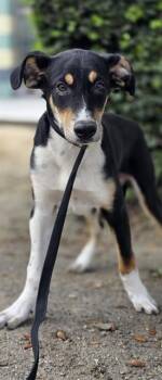 Border Collie Dogs Available for Adoption in Las Vegas, Nevada - Michael | PetCurious