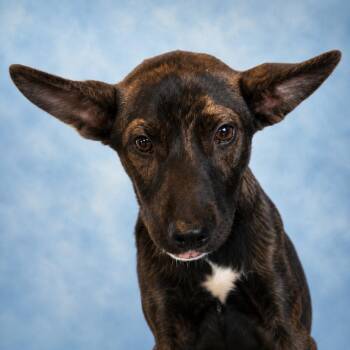 Sonar -  Mixed Breed Dog for Adoption in Pulaski, Tennessee - Sonar | PetCurious