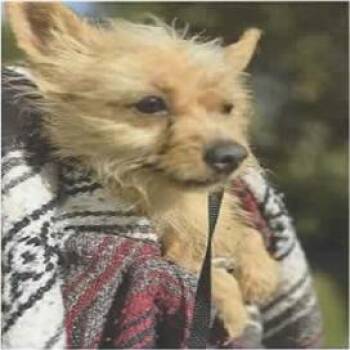 Marie -  Terrier and Mixed Breed Dog for Adoption in San Antonio, Texas - Marie | PetCurious