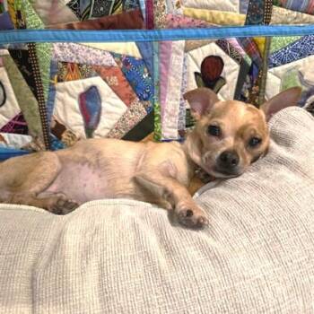 Bandit -  Chihuahua and Mixed Breed Dog for Adoption in Atlanta, Georgia - Bandit | PetCurious