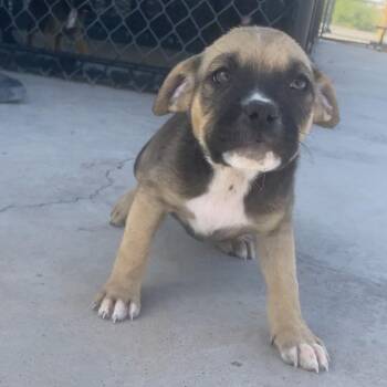 Mixed Breed and Shepherd Dogs Available for Adoption in Chicago, Illinois - Parmesan | PetCurious