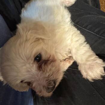 Bichon Frise Dogs Available for Adoption - Frosty | PetCurious