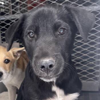 Shepherd Dogs Available for Adoption - Milton | PetCurious