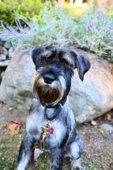 Bluebell -  Schnauzer Dog for Adoption in Wayne, New Jersey - Bluebell | PetCurious