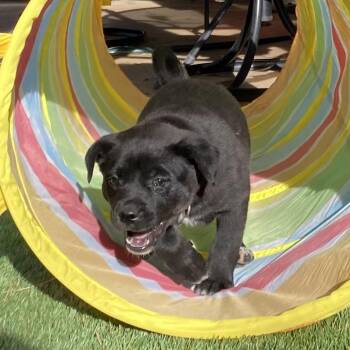 Mixed Breed Dogs Available for Adoption - Belgian | PetCurious