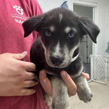 Shepherd and Husky Dogs Available for Adoption in Birmingham, Alabama - Foxtrot | PetCurious