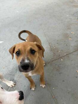 Rescue Mixed Breed Dogs for Adoption in Pinellas Park, Florida - Deliliah (Amanita) | PetCurious