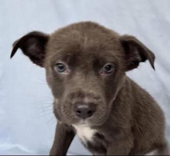 German Shepherd Dog and Terrier Dogs Available for Adoption - Sal | PetCurious