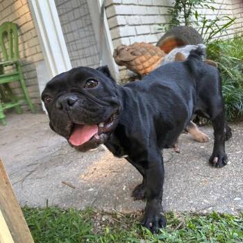 French Bulldog Dogs Available for Adoption in Baton Rouge, Louisiana - Tallulah | PetCurious