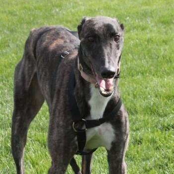 Greyhound Dogs Available for Adoption in Goshen, Indiana - Andre | PetCurious