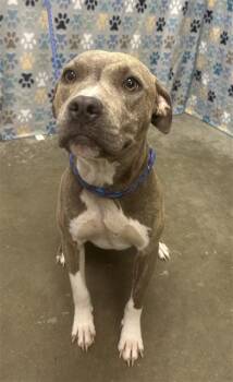 Staffordshire Bull Terrier and Mixed Breed Dogs Available for Adoption in Rosenberg, Texas - KNIRAH | PetCurious