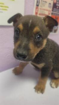 61353218 -  Australian Shepherd and Mixed Breed Dog for Adoption in El Paso, Texas - 61353218 | PetCurious