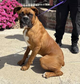 Boxer Dogs Available for Adoption - Boss | PetCurious