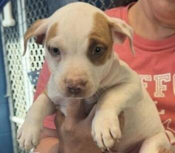 Espresso -  Terrier Dog for Adoption in Copiague, New York - Espresso | PetCurious